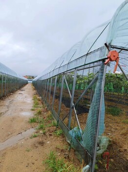 聊城莘县建养殖大棚厂家钢结构大棚厂