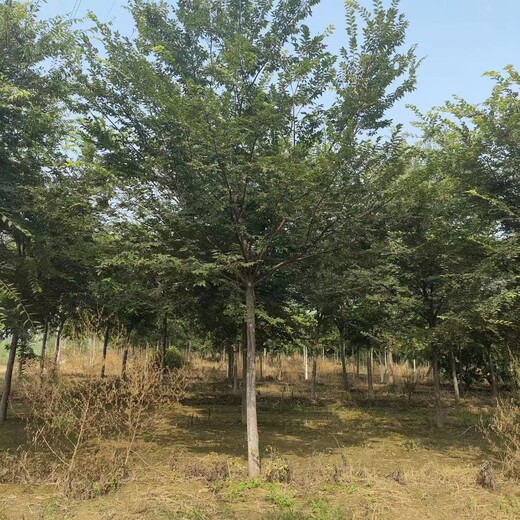 聊城綠化櫸樹廠家大型綠化樹苗批發市場