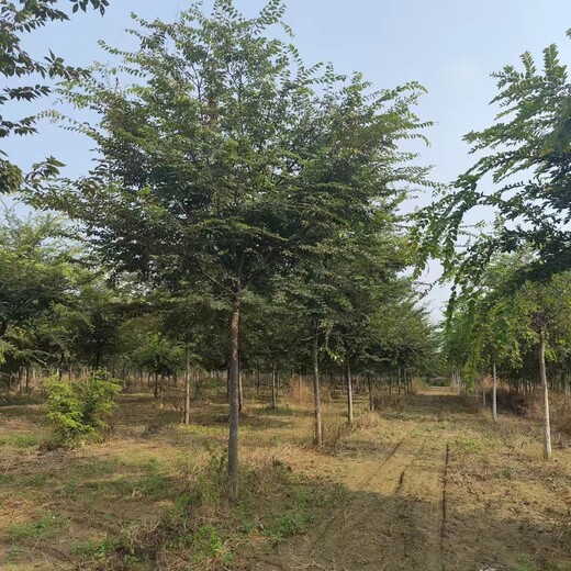 山東櫸樹基地批發綠化苗木批發