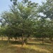济南绿化榉树销售批发榉树苗木批发市场