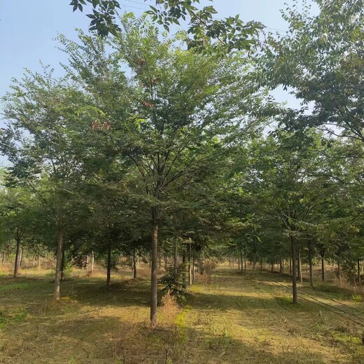 菏澤櫸樹批發櫸樹苗木批發市場