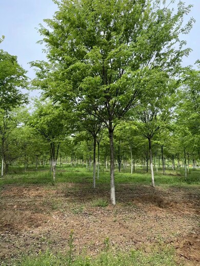 潍坊绿化榉树批发基地绿化树苗批发出售