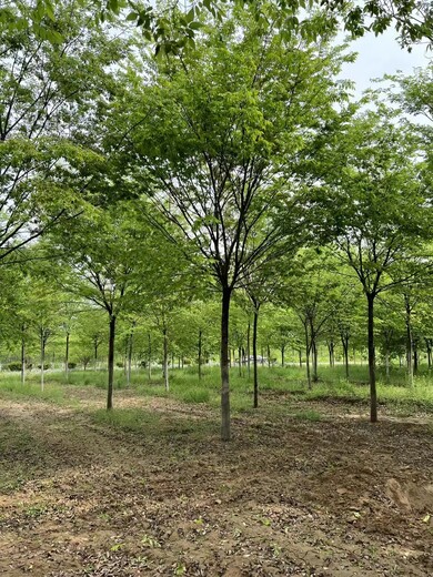 菏澤綠化櫸樹銷售批發(fā)櫸樹苗木批發(fā)基地