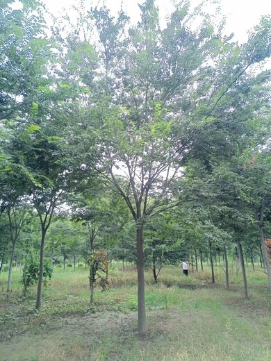 聊城綠化櫸樹批發(fā)基地櫸樹苗木批發(fā)基地