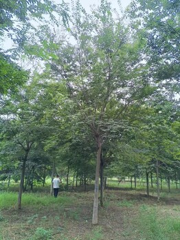 菏泽榉树基地榉树种植基地