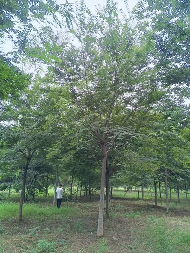 青島綠化櫸樹批發(fā)基地附近綠化樹苗批發(fā)