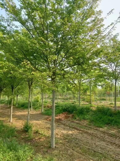 淄博綠化櫸樹廠家大型綠化樹苗批發(fā)市場