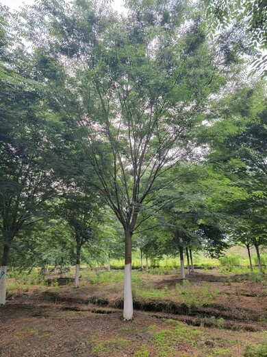 菏澤綠化櫸樹廠家附近綠化樹苗批發(fā)
