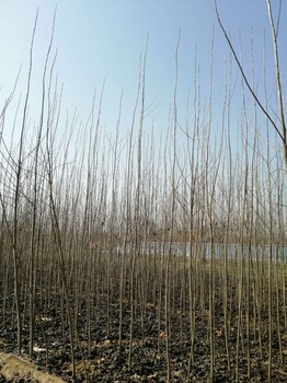 山东菏泽巨野杨树苗种植基地杨树苗基地