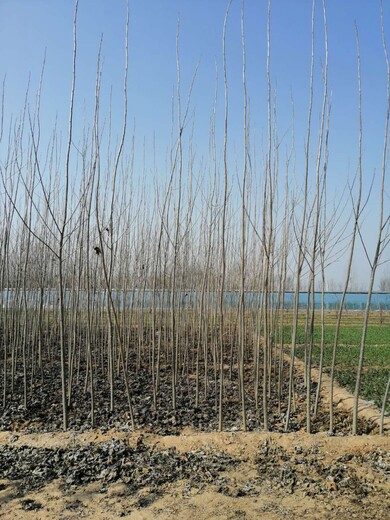 泰安白杨树树苗批发基地本人有大量107杨树