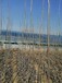 山東嶗山區(qū)楊樹苗批發(fā)基地本人有大量107楊樹