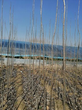 河南焦作武陟楊樹苗基地白楊樹107樹苗
