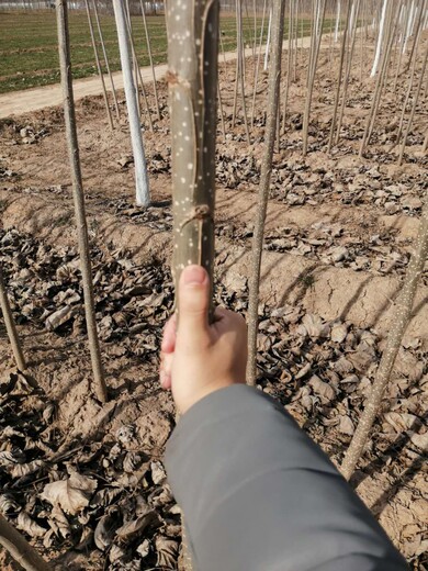 商丘107楊樹苗買賣無絮楊樹苗基地
