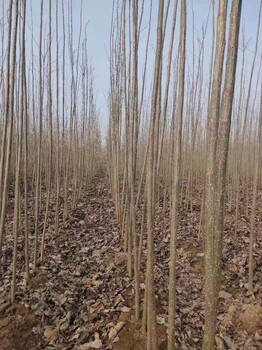 河南鹿邑楊樹苗批發(fā)基地本人有大量107楊樹