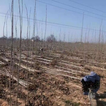 河南洛阳洛龙杨树苗苗圃基地107杨树苗批发