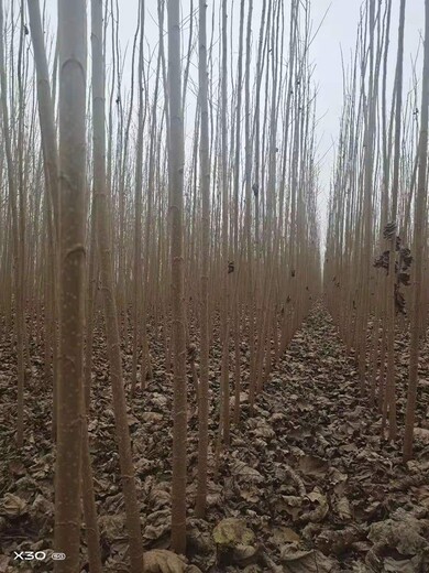南陽107楊樹苗批發(fā)107楊樹苗買賣