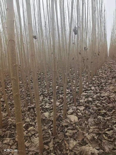 駐馬店速生楊樹苗批發(fā)107楊樹苗批發(fā)