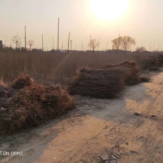 河南榆树苗批发大量出售白榆树苗