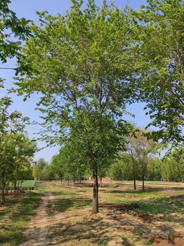 山东郓城榆树苗批发基地