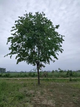 山东郓城榆树苗批发基地