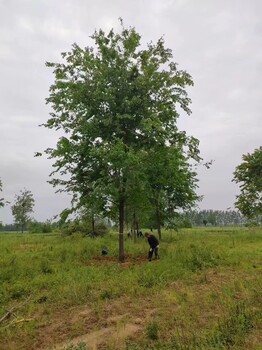 山东威海榆树苗种植基地供应