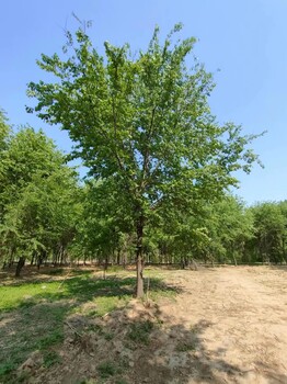 山東臨淄區(qū)榆樹苗種植基地
