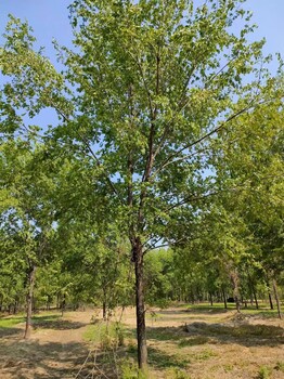 山东威海榆树苗种植基地供应