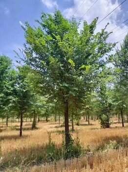 山东淄川区榆树苗批发基地供应