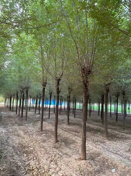 山東煙臺(tái)萊山區(qū)榆樹苗種植基地
