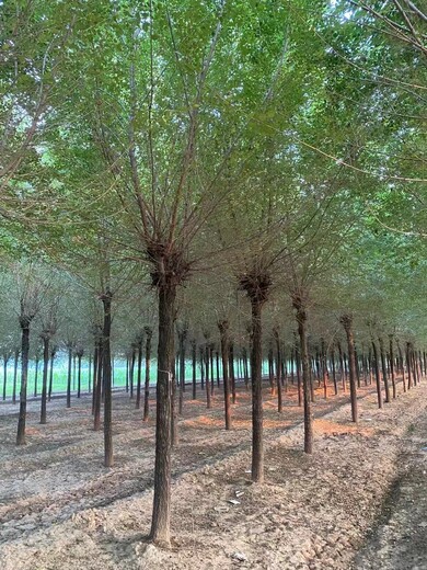 河南白榆樹廠家大量出售白榆樹苗