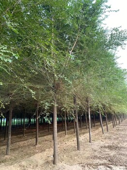 山東煙臺(tái)萊山區(qū)榆樹苗種植基地