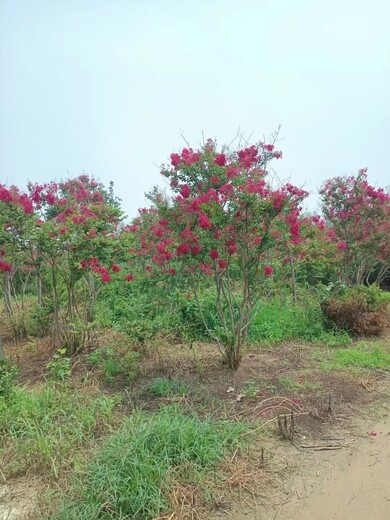 青岛千余亩5公分紫薇基地