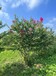 青島6公分紫薇基地