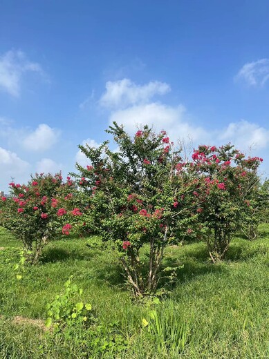 聊城地区丛生紫薇基地