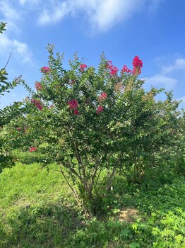 東營銷售叢生紫薇批發(fā)