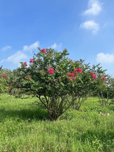 山东一站式5公分紫薇基地