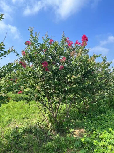 山东批发5公分紫薇基地