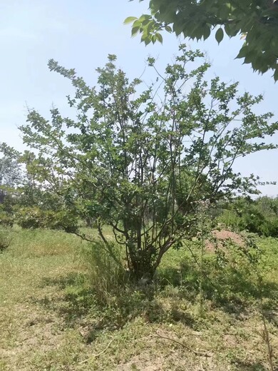 淄博7公分紫薇基地