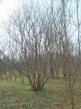 青島直供7公分紫薇基地