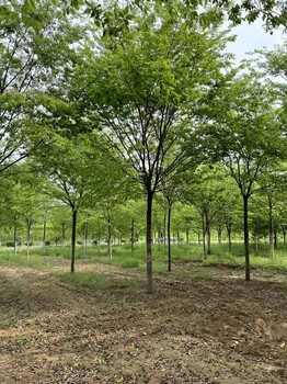 山東墾利櫸樹(shù)苗木基地