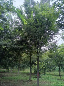 山东济宁榉树种植基地