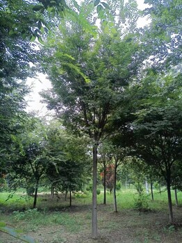 山东烟台榉树培育基地