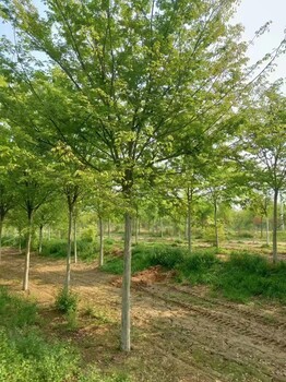 北京门头沟榉树种植基地