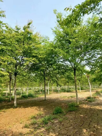 北京延庆榉树生产基地