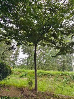 山東菏澤櫸樹苗木基地
