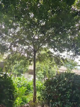 北京豐臺(tái)櫸樹種植基地