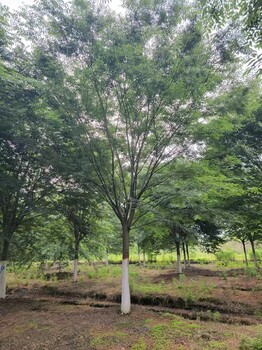 北京豐臺(tái)櫸樹種植基地
