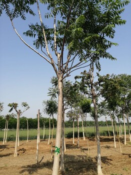 山東德州寧津香椿樹基地