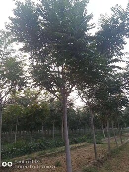 河南商丘千頭椿基地__批發選購