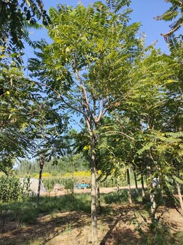 山東沂水千頭椿種苗基地
